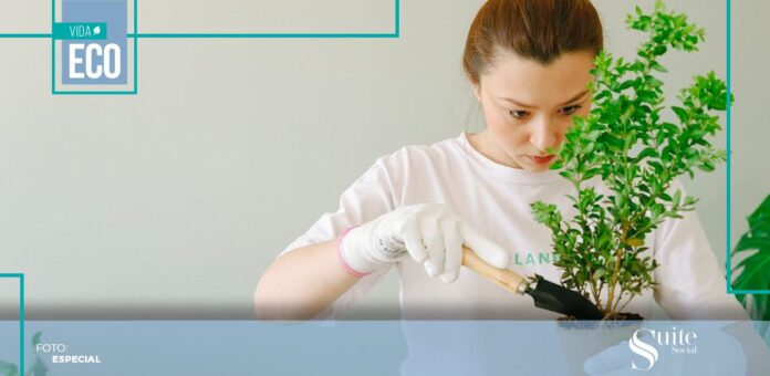 SS PLANT El 'plantfulness', una técnica que involucra la conexión la naturaleza a través de la jardinería