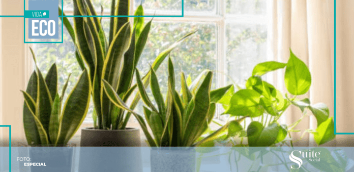 plantas plantas