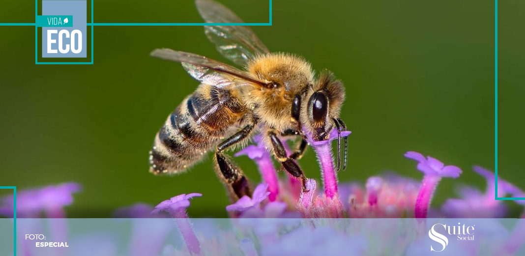 Abejas Abejas